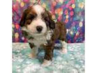 Mutt Puppy for sale in Tomahawk, WI, USA