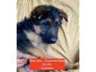 German Shepherd Dog Puppy for sale in Coupeville, WA, USA