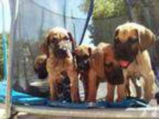 Great Dane Puppy for sale in SAN BERNARDINO, CA, USA