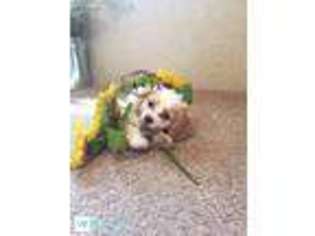 Cavachon Puppy for sale in Bolivar, MO, USA
