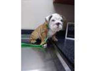 Bulldog Puppy for sale in Unknown, , USA