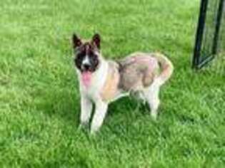 Akita Puppy for sale in Nappanee, IN, USA