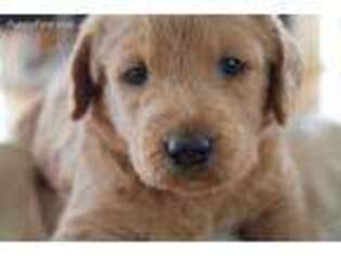 Labradoodle Puppy for sale in Kimball, MN, USA