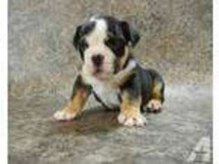 Bulldog Puppy for sale in DELTA, OH, USA