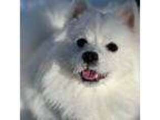 Medium Photo #1 American Eskimo Dog Puppy For Sale in Sarasota, FL, USA