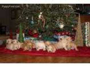 Golden Retriever Puppy for sale in Gray, GA, USA