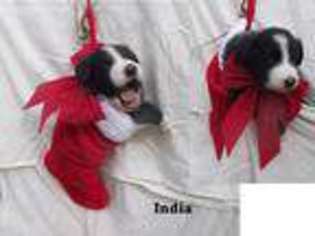 Border Collie Puppy for sale in Decatur, AR, USA