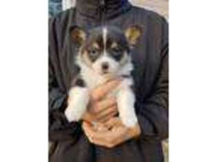 Pembroke Welsh Corgi Puppy for sale in Roy, WA, USA