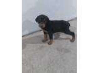Doberman Pinscher Puppy for sale in Odon, IN, USA