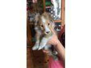 Shetland Sheepdog Puppy for sale in Port Monmouth, NJ, USA