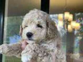 Mutt Puppy for sale in El Paso, IL, USA