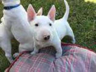 Bull Terrier Puppy for sale in Bernville, PA, USA