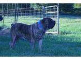 Boerboel Puppy for sale in Georgetown, OH, USA