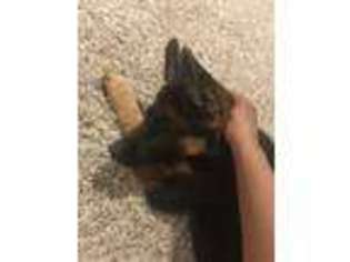 German Shepherd Dog Puppy for sale in Grosse Pointe, MI, USA