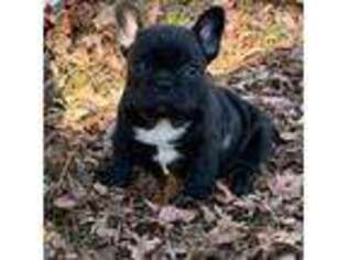 French Bulldog Puppy for sale in Grant, AL, USA