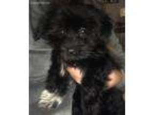 Havanese Puppy for sale in Carmel, IN, USA
