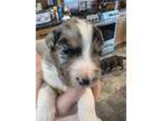 Australian Shepherd Puppy for sale in Agawam, MA, USA