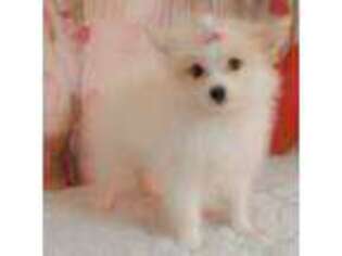 Pomeranian Puppy for sale in Trenton, NC, USA