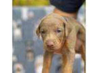 Doberman Pinscher Puppy for sale in Olaton, KY, USA