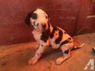 Great Dane Puppy for sale in ANDERSON, MO, USA