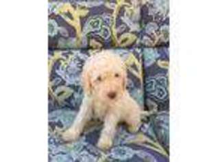 Labradoodle Puppy for sale in Hudson, WI, USA