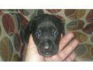 Cane Corso Puppy for sale in Lucas, KS, USA