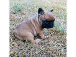 French Bulldog Puppy for sale in Foxworth, MS, USA
