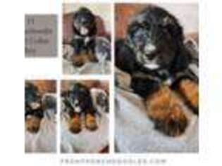 Mutt Puppy for sale in Oneonta, AL, USA