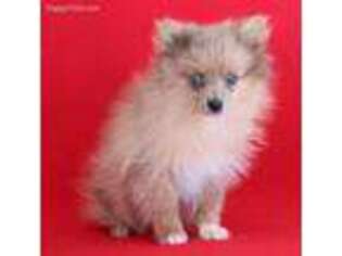 Pomeranian Puppy for sale in Newburg, PA, USA