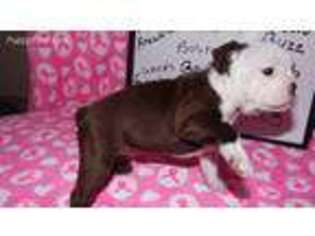 Boston Terrier Puppy for sale in Shepherdsville, KY, USA