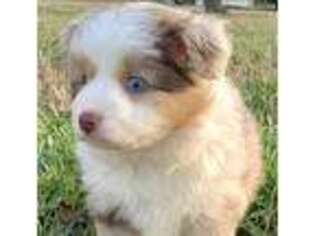 Miniature Australian Shepherd Puppy for sale in Woodruff, SC, USA