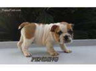 Bulldog Puppy for sale in Ventura, CA, USA