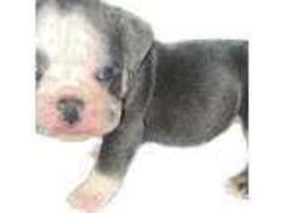Olde English Bulldogge Puppy for sale in Wyandotte, MI, USA