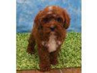 Cavapoo Puppy for sale in Morrilton, AR, USA