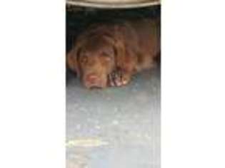 Chesapeake Bay Retriever Puppy for sale in Rockford, OH, USA
