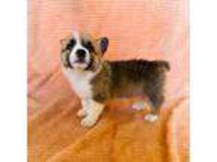 Pembroke Welsh Corgi Puppy for sale in Fresno, CA, USA