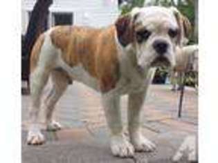 Olde English Bulldogge Puppy for sale in BAYVILLE, NJ, USA