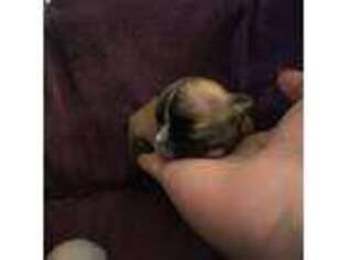 Chihuahua Puppy for sale in Millville, NJ, USA
