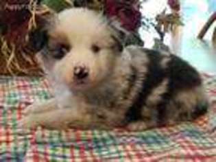 Miniature Australian Shepherd Puppy for sale in Medford, OK, USA