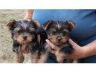 Yorkshire Terrier Puppy for sale in Newberry, IN, USA