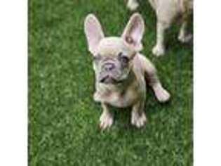 French Bulldog Puppy for sale in Eden Prairie, MN, USA