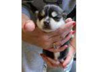 Mutt Puppy for sale in Coal City, IL, USA
