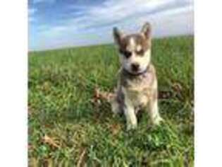 Siberian Husky Puppy for sale in Orrstown, PA, USA