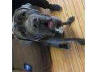 Neapolitan Mastiff Puppy for sale in Unknown, , USA