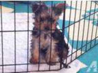 Yorkshire Terrier Puppy for sale in GREEN VALLEY, AZ, USA