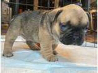 French Bulldog Puppy for sale in Concord, MI, USA