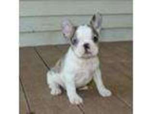 French Bulldog Puppy for sale in Clyde, NY, USA