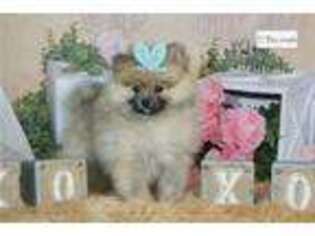 Pomeranian Puppy for sale in Fort Wayne, IN, USA