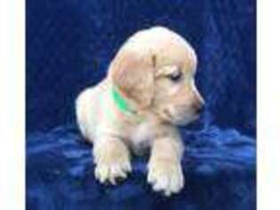Golden Retriever Puppy for sale in Fairdale, KY, USA