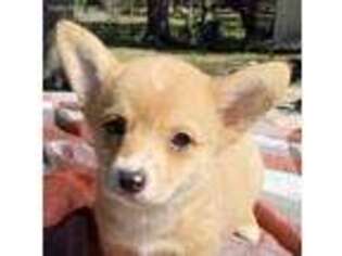 Pembroke Welsh Corgi Puppy for sale in Branford, FL, USA